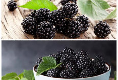 Inilah Khasiat Buah Blackberry: Superfood Kecil dengan Manfaat Besar untuk Kesehatan!