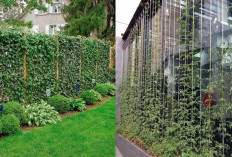 Inspirasi Pagar Rumah dengan Tanaman Rambat, Konsep Green Fence yang Menyegarkan!
