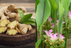 8 Khasiat Temu Putih yang Menarik, Termasuk untuk Mencegah Diabetes dan Kosmetik
