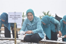 Perkuat Ketahanan Pangan Pagar Alam, TP-PKK Tanam Bawang Putih