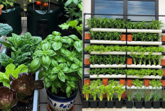 Kebun Sayur Estetik di Halaman: Solusi Cantik untuk Hunian Modern!