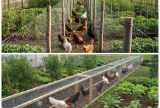 7 Model Kandang Lorong Kawat untuk Ayam Umbaran: Tanaman Aman, Ayam Sehat, dan Biaya Murah!