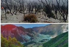 Menguak Sejarah Gunung Papandayan: Letusan Besar dan Cerita Alam yang Menyimpan Misteri