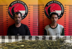 Dua Pengedar Ganja Asal Mekar Alam Ini DIbekuk Satresnarkoba Polres Pagar Alam