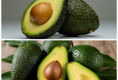 Jangan Sepelekan! 6 Khasiat Buah Alpukat yang Baik untuk Jantung, Kulit, dan Kesehatan Tubuh