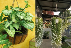 Tanaman Gantung untuk Teras Sempit yang Awet Meski Jarang Disiram!