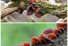 Inilah Rahasia Sehat dari Jamur Kuping: Manfaat Alami yang Sering Diremehkan!