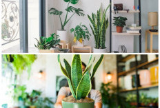 Alami dan Aman! 6 Tanaman Hias Penangkal Jamur di Dalam Ruangan