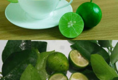 Tak Hanya untuk Bumbu Masakan, Kenali 6 Manfaat Daun Jeruk Nipis serta Cara Mengolahnya