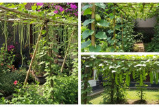 Tips Berkebun: 5 Tanaman Sayur Merambat yang Cocok untuk Pemula