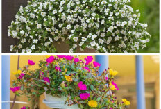 Tanaman Gantung untuk Teras Kecil: Tahan Panas dan Perawatan Super Mudah