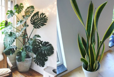 Inspirasi Tanaman Dalam Ruangan untuk Hunian Lebih Segar dan Estetik!