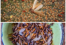 Rumah Diserbu Laron? Coba 7 Tips Praktis Ini agar Langsung Hilang!