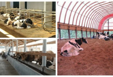 Kandang Sapi Modern 2026: 7 Ide Bersih dan Nyaman untuk Peternak Lebih Produktif