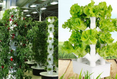 Kreatif Berkebun! Ide Tower Garden Pipa PVC untuk Rumah Lahan Terbatas
