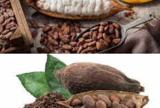 Kaya Antioksidan! Ini Kandungan Nutrisi dan Manfaat Alami Kakao bagi Kesehatan Tubuh