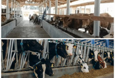 7 Desain Kandang Sapi Modern 2026: Lebih Higienis, Efisien, dan Tingkatkan Produktivitas