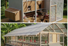 7 Desain Kandang Ayam Modern Beratap Transparan yang Nyaman dan Meningkatkan Produktivitas