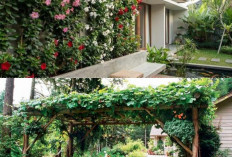 Sentuhan Hijau di Teras Rumah: Tanaman Rambat Berbunga Ini Bikin Pergola Mini Adem dan Estetik ala Kafe