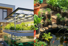 Desain Rumah dengan Kebun Sayur di Atas Kolam Ikan, Hemat Lahan dan Ramah Lingkungan!