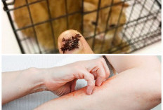 Jangan Diabaikan! Kenali Tanda Gigitan Kutu Kucing pada Kulit Manusia