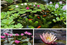 Kolam Ikan Lebih Jernih dan Hidup! Ini 8 Tanaman Air yang Wajib Kamu Miliki!