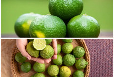 Khasiat Tersembunyi Buah Limus: Solusi Alami untuk Imunitas dan Berat Badan Ideal