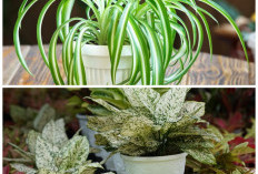 5 Tanaman Aromatik Indoor yang Menenangkan Pikiran dan Mampu Menyaring Udara, Ideal untuk Ruangan Minim Sinar 