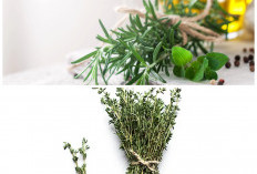 Kaya Antioksidan dan Nutrisi, Ini Berbagai Manfaat Daun Thyme bagi Kesehatan!