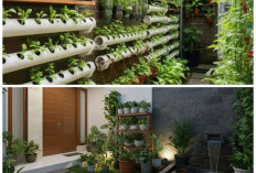 Ide Kreatif Kebun Mini di Samping Tembok Rumah, Solusi Hijau untuk Lahan Sempit