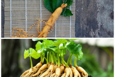Wajib Tahu! 6 Khasiat Daun Ginseng yang Baik untuk Kesehatan dan Daya Tahan Tubuh