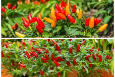 Cabai Lebat Meski Tanpa Tanah, Ini Trik Menanam Pakai Cocopeat agar Cepat Panen