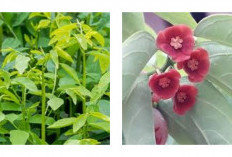 6 Kelebihan Daun Katuk untuk Kesehatan