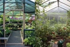 Kreatif! Kebun Rumah Kaca Sederhana yang Bisa Dibangun di Ruang Sekecil Apa Pun