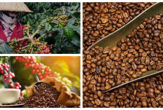 Negara Penghasil Kopi Terbesar di Dunia dan Jenis Kopi Unggulan Mereka!