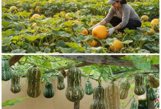 Taman Labu Kuning Mini: Cara Ciptakan Halaman Hijau yang Estetis dan Produktif