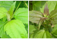 5 Manfaat Daun Kopasanda untuk Kesehatan, dari Luka hingga Maag