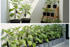 Kebun Terong Mini di Pot: Cara Praktis Memanfaatkan Lahan Kecil Agar Tetap Produktif dan Estetik