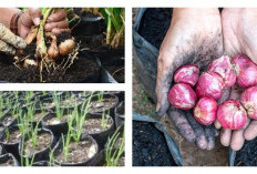 Kreasikan Halamanmu! 8 Inspirasi Kebun Bawang Merah dengan Susunan Bata dan Polybag