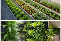 Tanam Zucchini di Polybag, Solusi Kebun Mini yang Bikin Rumah Terasa Asri dan Segar