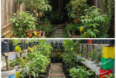 5 Inspirasi Kebun Buah Hemat Air: Tetap Subur di Lahan Sempit, Low Maintenance, dan Rahasia Panen Maksimal!