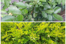 Daun Kemuning, Herbal Alami dengan Manfaat Lengkap untuk Jantung dan Kecantikan