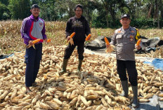 Dukung Asta Cita Presiden Prabowo, Bhabinkamtibmas Kawal Panen Jagung 
