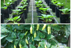 Rahasia Sukses Menanam Cabai Rawit Hijau di Polybag, Dijamin Panen Lebat!