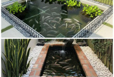 Lahan Terbatas Bukan Kendala! Ide Desain Halaman Belakang untuk Budidaya Ikan Nila yang Efisien