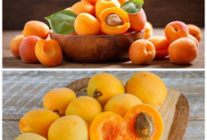 Sejuta Rahasia Sehat di Balik Buah Aprikot, Kecil Tapi Manfaatnya Luar Biasa!