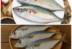 Ikan Kembung, Superfood Laut Kaya Omega-3 yang Baik untuk Jantung dan Otak