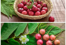 Rahasia Buah Kersen: Si Kecil Manis dengan Segudang Manfaat untuk Kesehatan!