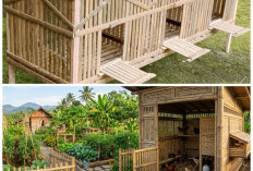 Ternak Ayam Lebih Efisien! 5 Desain Kandang Bambu Kekinian untuk Peternak Milenial