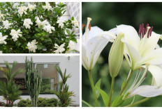 Bukan Sekadar Cantik! Ini 7 Tanaman Hias Depan Rumah yang Diyakini Bawa Hoki dan Sehat